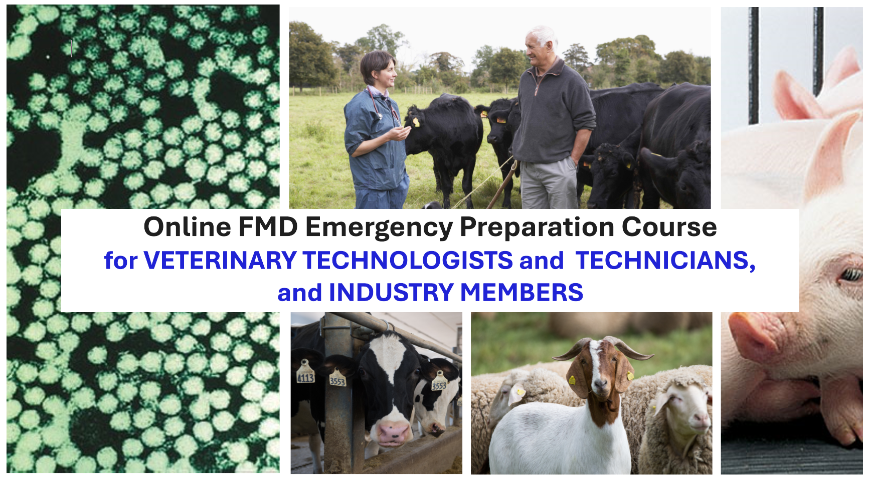 Foot-and-Mouth Disease Preparation Course – RVTs and Industry Members 