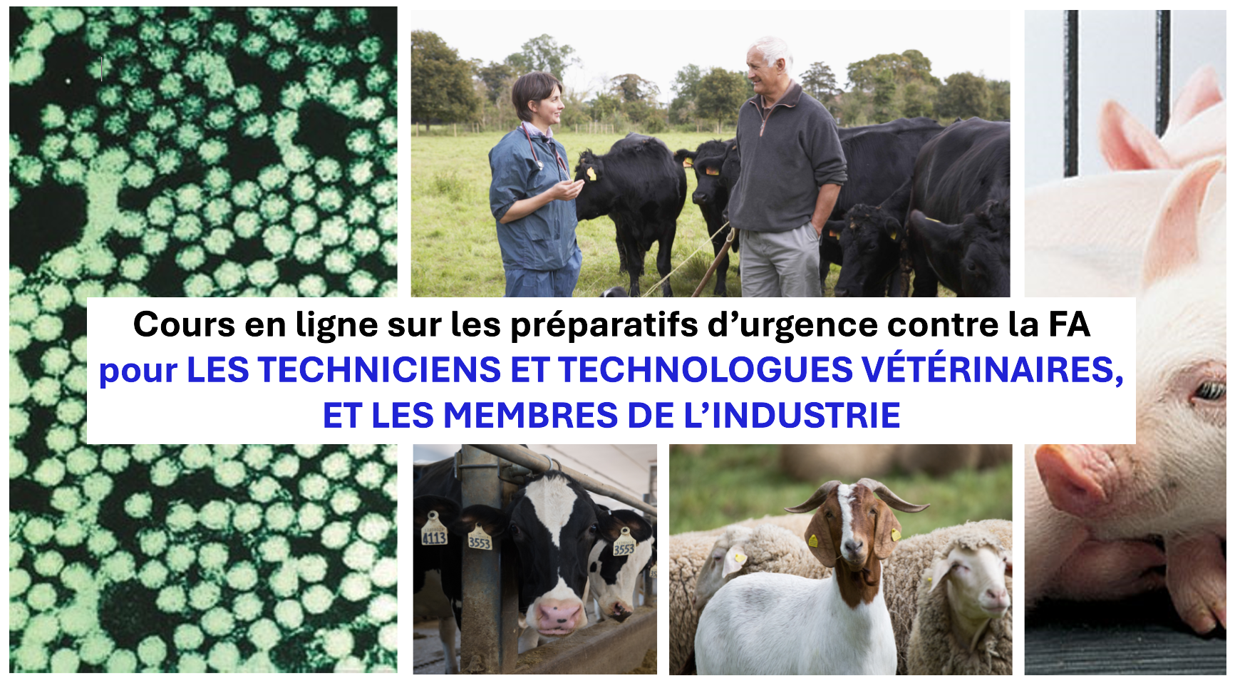 Cours en ligne sur la préparation d’urgence à la fièvre aphteuse – RVTs et les membres de l’industri