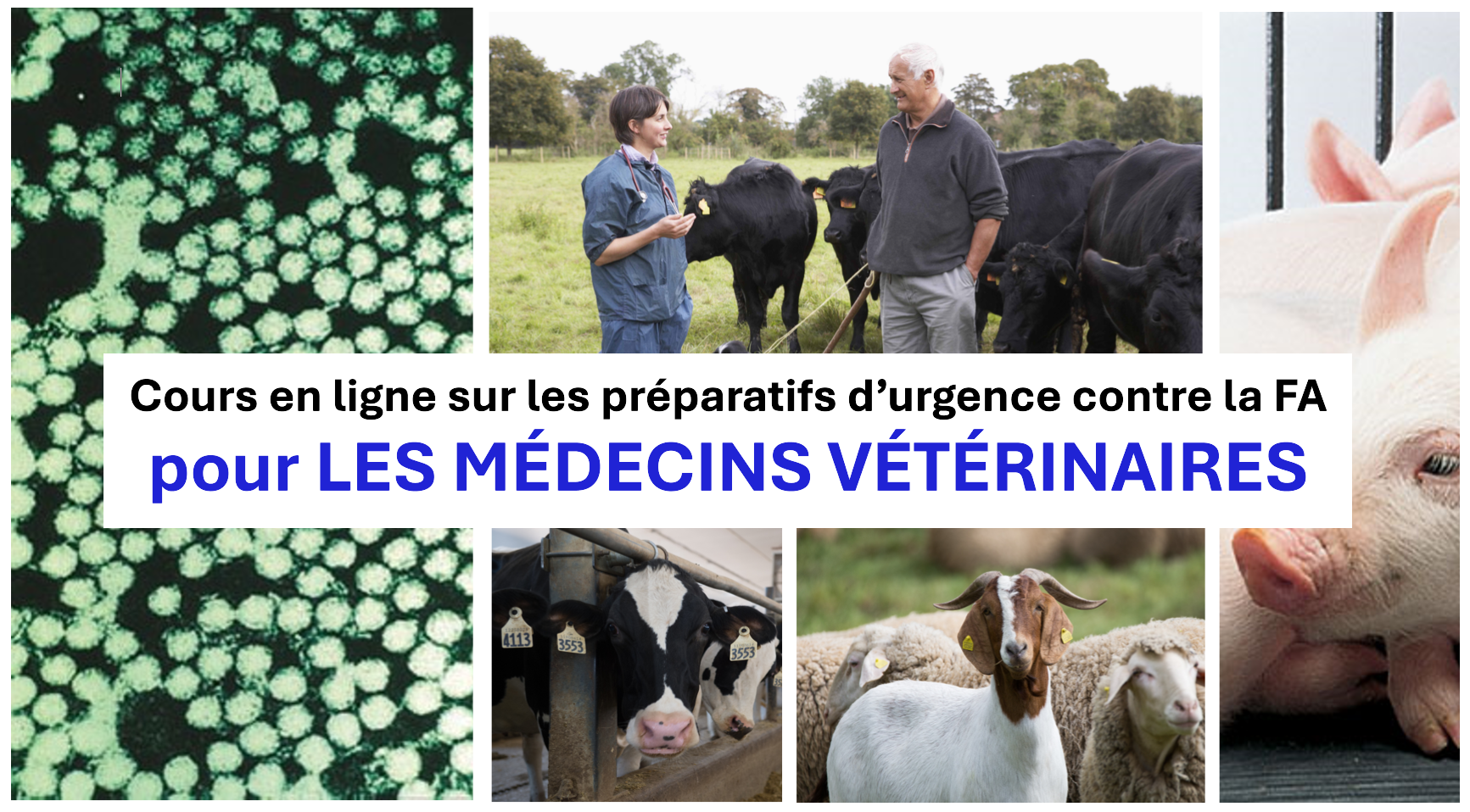 Cours en ligne sur la préparation d’urgence à la fièvre aphteuse - DMVs 